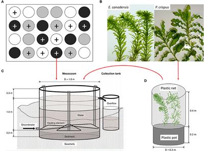Seasonality and Species Specificity of Submerged Macrophyte Biomass in Shallow Lakes Under the Influence of Climate Warming and Eutrophication